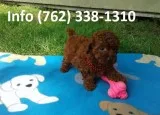 Mfhh toy poodle puppies for sale 