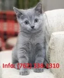 Oldtqm russian blue kittens for sale 