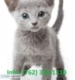 Xwmsp russian blue kittens for sale 