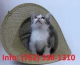 Jrcwaq munchkin kittens for sale 