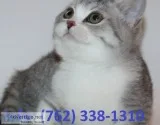 Cdkptn munchkin kittens for sale 