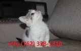 Drjhi munchkin kittens for sale 