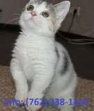 Djyplm munchkin kittens for sale