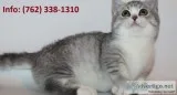 Fqhlp munchkin kittens for sale