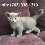 Kdtuj russian blue kittens for sale 