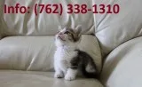 Rftoa munchkin kittens for sale 