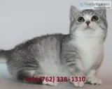 Imwgc munchkin kittens for sale 