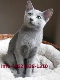 Olfrp russian blue kittens for sale 