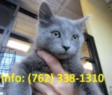 Tsmfn russian blue kittens for sale 