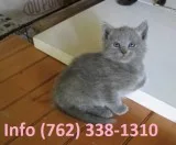 Txnjfg russian blue kittens for sale 