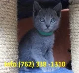 Huefk russian blue kittens for sale 