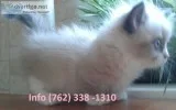 Yambn munchkin kittens for sale 