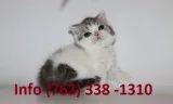 Gktiux munchkin kittens for sale