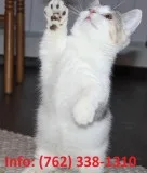 Lqzkm munchkin kittens for sale 