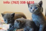 Zcdhl russian blue kittens for sale 