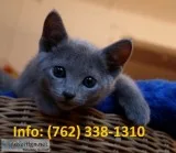 Jfklf russian blue kittens for sale 