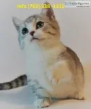 Ocnyq munchkin kittens for sale 