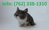 Edntk munchkin kittens for sale
