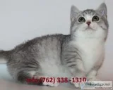Hmeob munchkin kittens for sale 