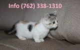 Sgheb munchkin kittens for sale 