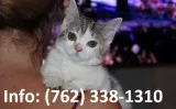 Asmfv munchkin kittens for sale