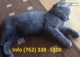 Dqcmyl russian blue kittens for sale 
