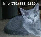 Esnjrr russian blue kittens for sale 
