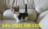 Tgcnl munchkin kittens for sale 