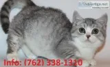 Bmyjb munchkin kittens for sale 