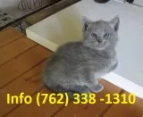 Gmrbv russian blue kittens for sale