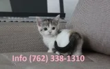 Rbgtd munchkin kittens for sale 