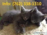 Rdnbg russian blue kittens for sale 
