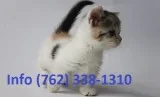 Tbcbq munchkin kittens for sale