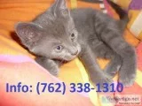 Fwpm russian blue kittens for sale