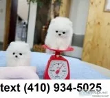 Cute tiny teacup-size pomeranian puppies