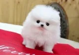 Available male/female pomeranian puppies