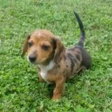 Male and female dachshunds puppies