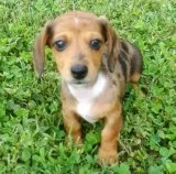 Dachshund babies for sale