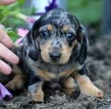 Adorable dachshunds puppies ready