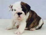 English bulldog puppies ready