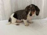 Dachshund babies for sale call or text 