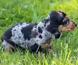 Dachshunds puppies