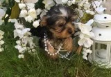 Y0rkie puppies available