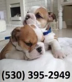 Azqwer quality english bulldogs puppies