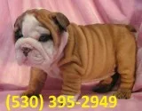 Hnjki purebred english bulldog puppies
