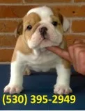 Zasxqwe english bulldogs puppies ready