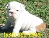 Azasqw purebred english bulldog puppies