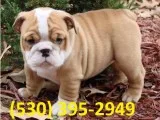 Zxca affordable english bulldog puppies