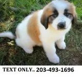 Hhhhelpful saint bernard pups ready now 