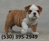 Oliu affordable english bulldog puppies
